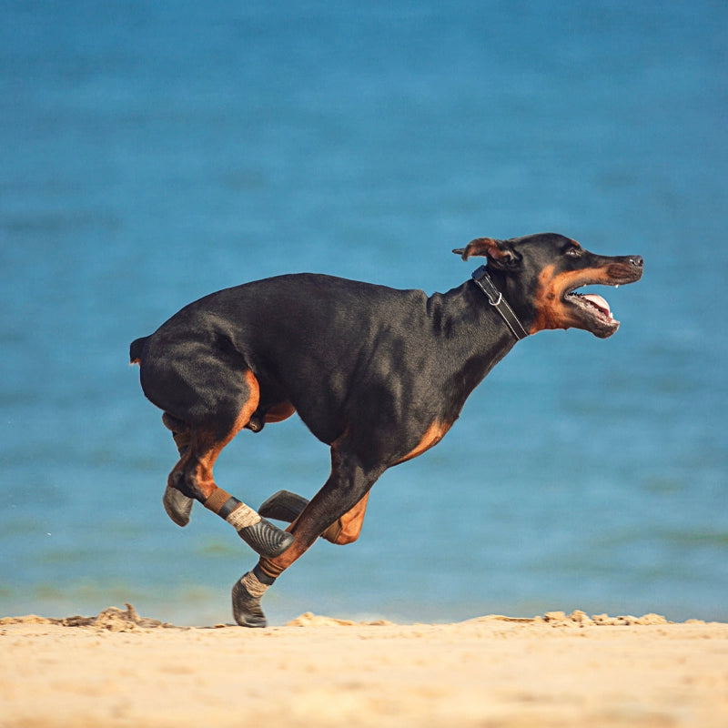 Pataprotege: Sapatos Impermeáveis para Cães - Proteção Essencial para Suas Aventuras ao Ar Livre!