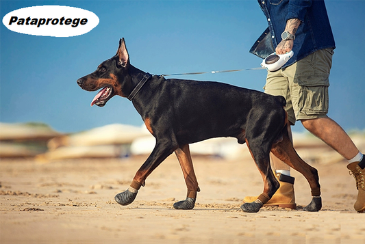 Pataprotege: Sapatos Impermeáveis para Cães - Proteção Essencial para Suas Aventuras ao Ar Livre!